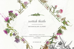 Download Hand Painted &amp; Sketched Thistle Clip Art - Sketched Collection