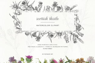 Download Hand Painted & Sketched Thistle Clip Art - Sketched Collection